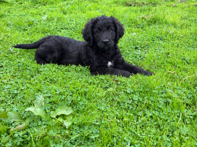 🤎🤎 Beautiful Bernadoodle puppies in Carlow 🤎 🤎