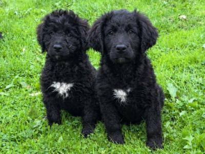 🤎🤎 Beautiful Bernadoodle puppies in Carlow 🤎 🤎