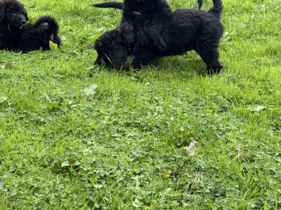 🤎🤎 Beautiful Bernadoodle puppies in Carlow 🤎 🤎