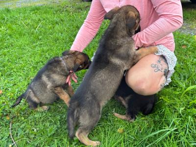 German Shepherd puppies in Mayo