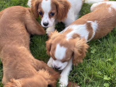 Stunning Cavalier King Charles puppies in Wexford