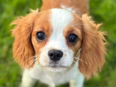Stunning Cavalier King Charles puppies in Wexford