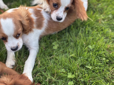 Stunning Cavalier King Charles puppies in Wexford