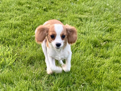 Stunning Cavalier King Charles puppies in Wexford