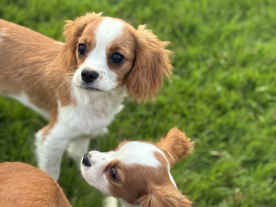 Stunning Cavalier King Charles puppies in Wexford