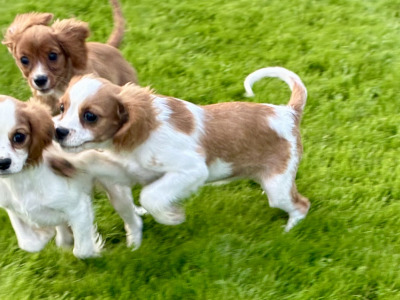 Stunning Cavalier King Charles puppies in Wexford