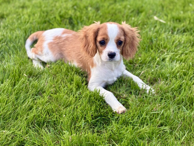 Stunning Cavalier King Charles puppies in Wexford