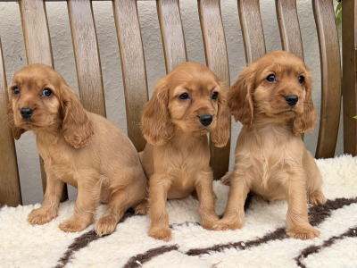 Cockalier (Cavalier King Charles Spaniel x Cocker Spaniel) puppies in Laois