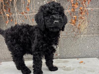 🐶🖤  Black Cavapoo puppies in Carlow 🐶🖤