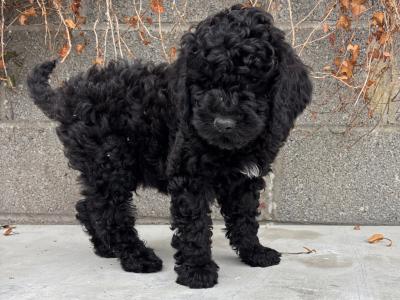 🐶🖤  Black Cavapoo puppies in Carlow 🐶🖤