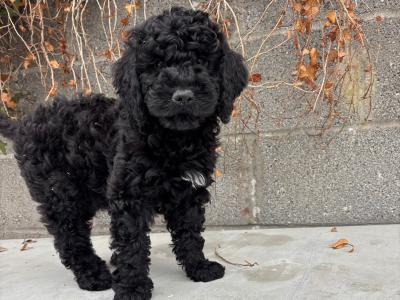 🐶🖤  Black Cavapoo puppies in Carlow 🐶🖤