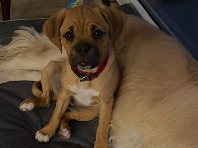 Female Puggle puppy (Pug x Beagle) 8 months old in Laois