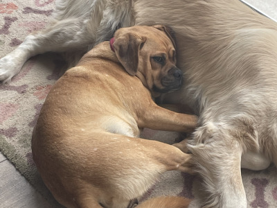 Female Puggle puppy (Pug x Beagle) 8 months old in Laois