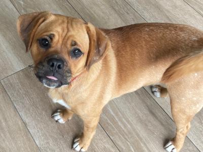Female Puggle puppy (Pug x Beagle) 8 months old in Laois