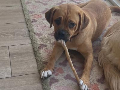 Female Puggle puppy (Pug x Beagle) 8 months old in Laois