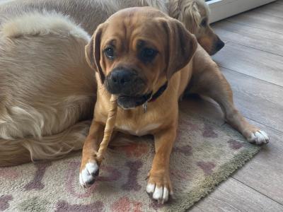Female Puggle puppy (Pug x Beagle) 8 months old in Laois