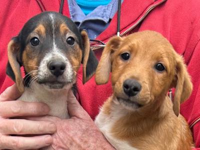 Terrier puppies for sale in Cork