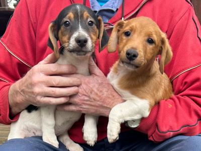 Terrier puppies for sale in Cork