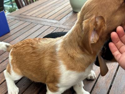 Terrier puppies for sale in Cork