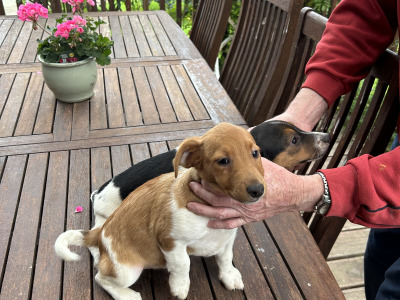 Terrier puppies for sale in Cork