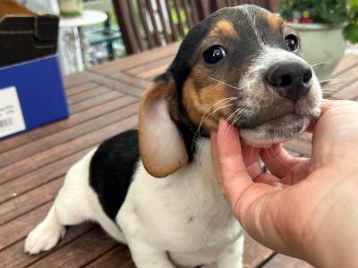 Terrier puppies for sale in Cork