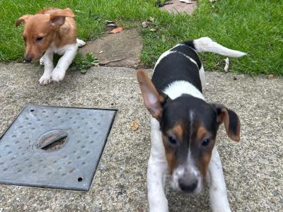 Terrier puppies for sale in Cork
