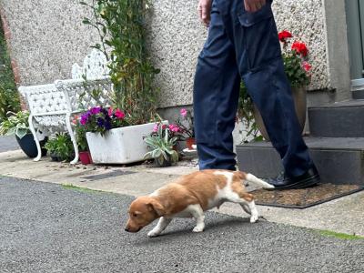 Terrier puppies for sale in Cork