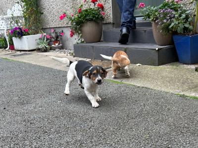 Terrier puppies for sale in Cork