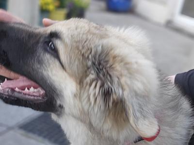 Female Polish Tatra x German Shepherd puppy 6 months old in Laois