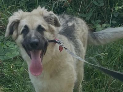 Female Polish Tatra x German Shepherd puppy 6 months old in Laois