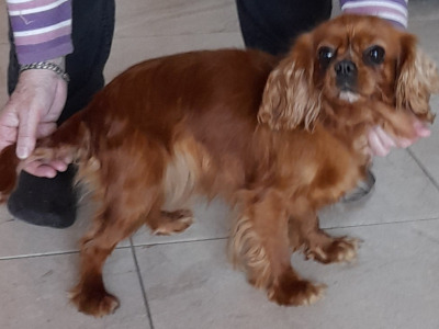 Female Ruby Cavalier King Charles