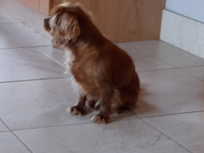 Female Ruby Cavalier King Charles