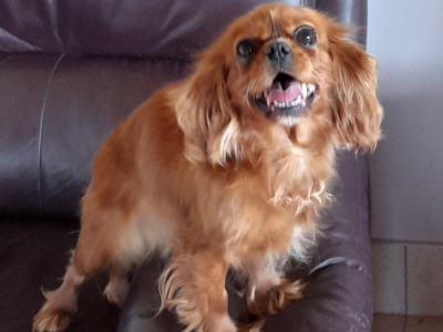 Female Ruby Cavalier King Charles