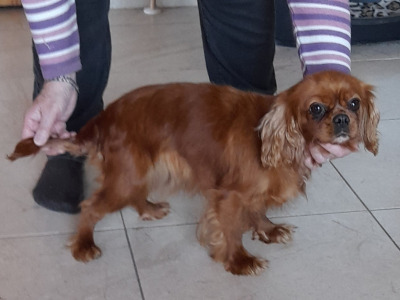 Female Ruby Cavalier King Charles