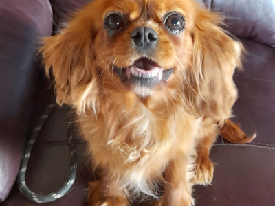 Female Ruby Cavalier King Charles