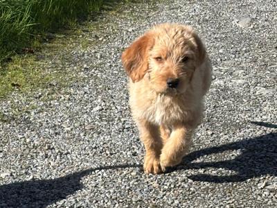Lovely Labradoode puppies in Westmeath