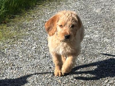 Lovely Labradoodle puppies in Westmeath