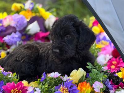 Lovely Labradoode puppies in Westmeath