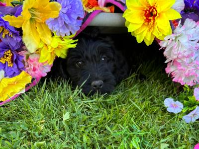 Lovely Labradoode puppies in Westmeath