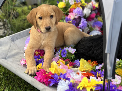 Lovely Labradoode puppies in Westmeath