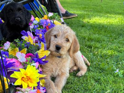 Lovely Labradoode puppies in Westmeath