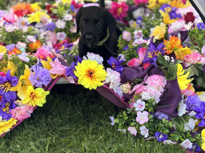Lovely Labradoode puppies in Westmeath