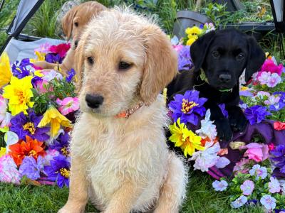 Lovely Labradoode puppies in Westmeath