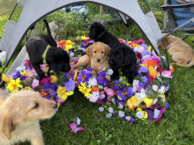 Lovely Labradoode puppies in Westmeath