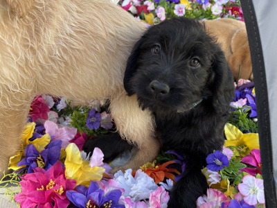 Lovely Labradoode puppies in Westmeath