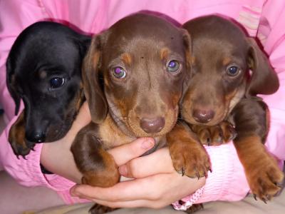 Mini Dachshund puppies in Laois