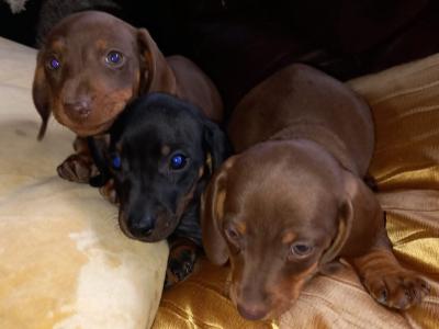 Miniature Dachshund puppies in Laois