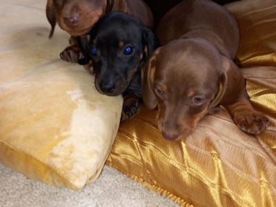 Mini Dachshund puppies in Laois