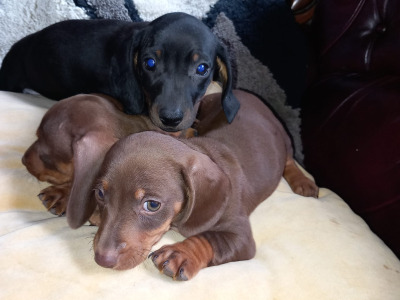 Mini Dachshund puppies in Laois