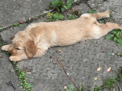 Lovely Labradoode puppies in Westmeath